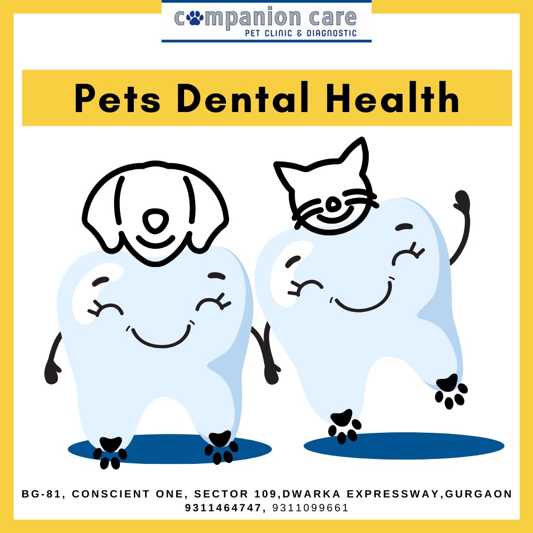 Pet Care Image 6